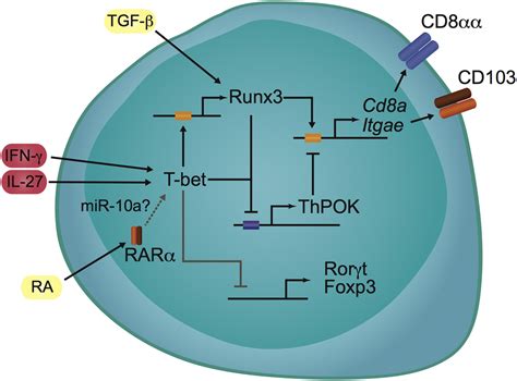 Transcription Factor T.